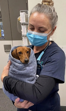 Dr. Amanda chandler, DVM